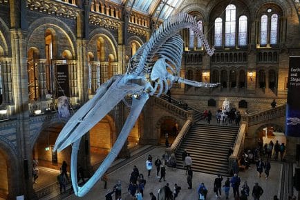 large skeletal dinosaur display at the london natural history museum in south kensington
