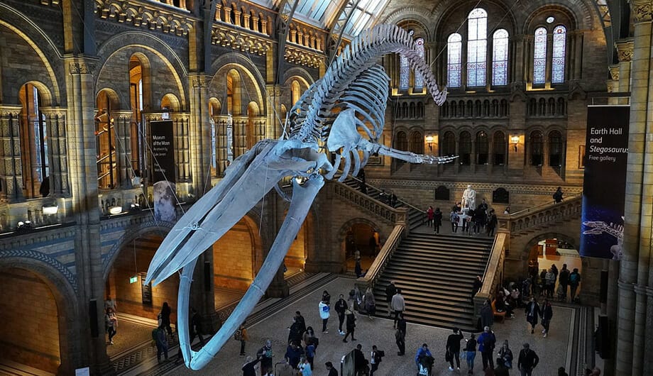 large skeletal dinosaur display at the london natural history museum in south kensington