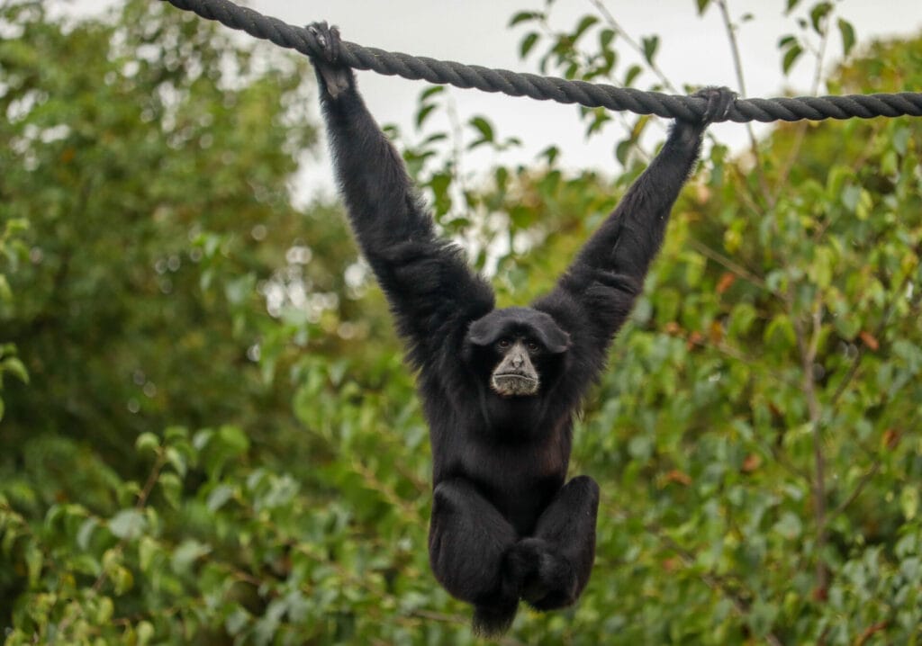 Monkey hanging from a tree at the Dublin Zoo in Ireland.