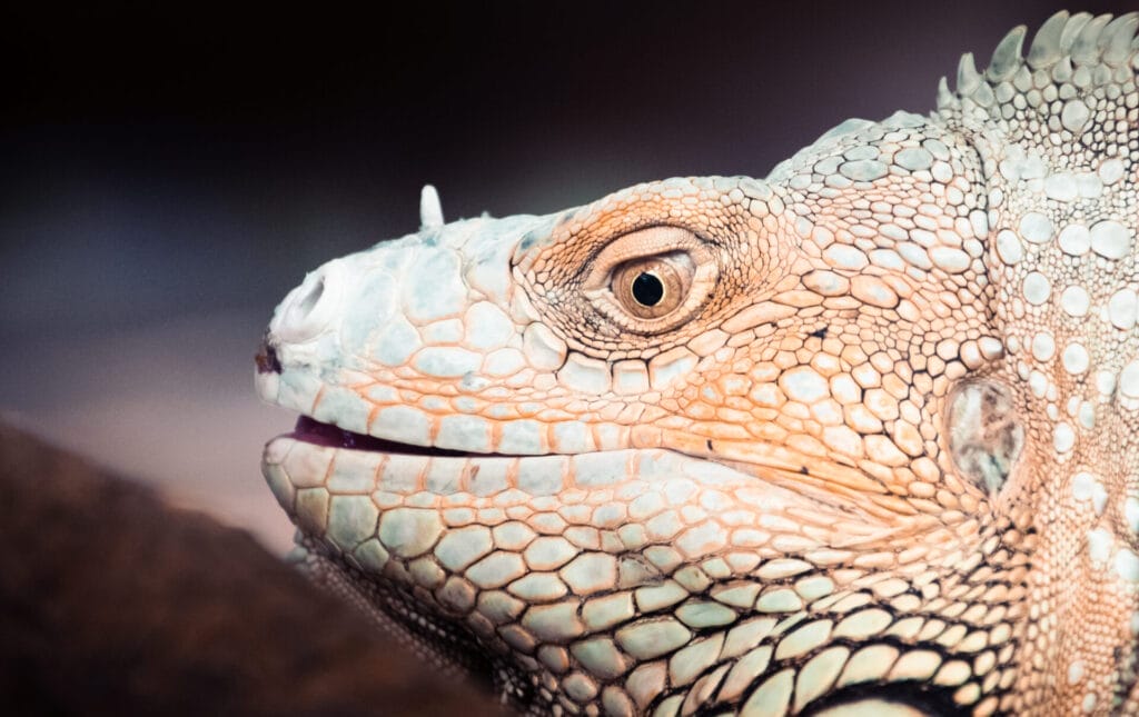 Head and eye of a green iguana at the zoo de la palmyre