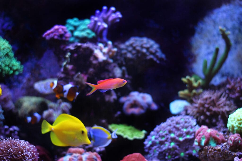 Bergen Aquarium fish in enclosure