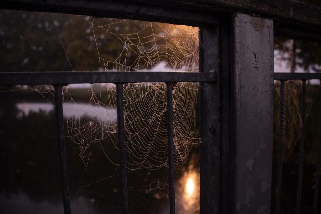 Spooky Paris spiderweb on window