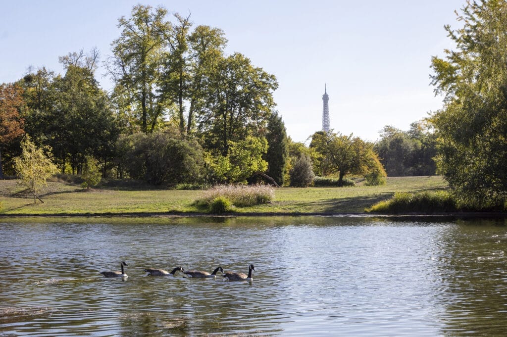 Canada geese , branta canadensis, on the lake in the bois de Boulogne in Paris France with the Eiffel tower in the background.